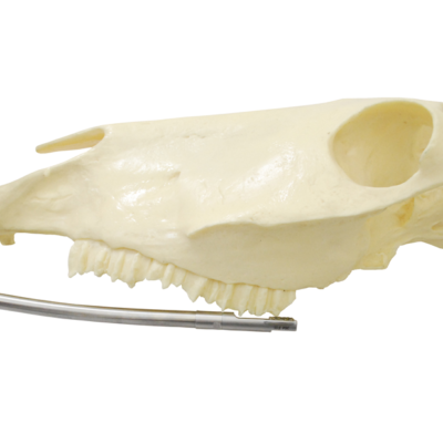 11th Burr Concave on skull