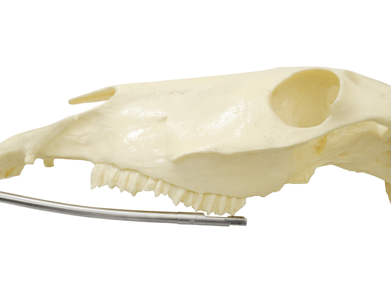 11th Burr Concave on skull