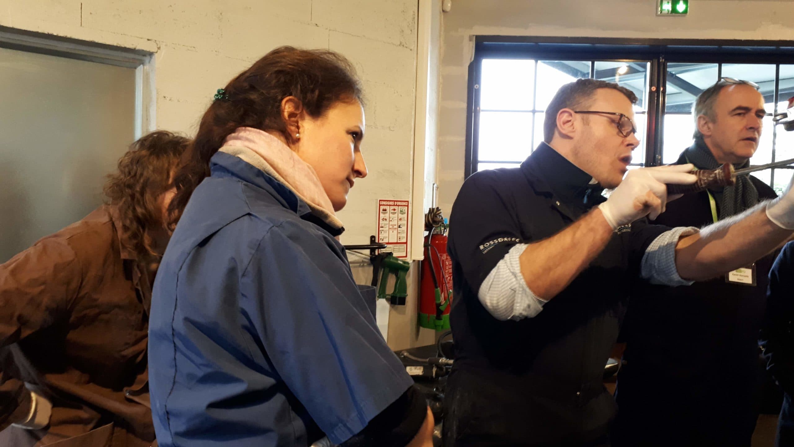 Equine dentistry course in France