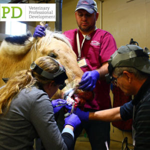 VetPD Course Introduction to Advanced Surgical Dental Extraction Techniques
