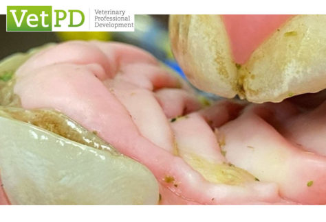 VetPD Panel Discussion - Equine Developmental Dental Disorders - Diagnosis, Therapy & PPE