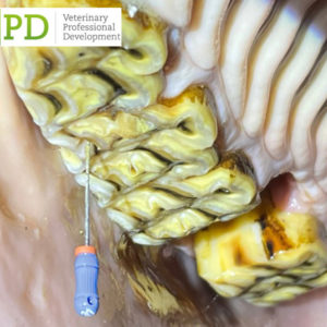 VetPD Course - Introduction to Endodontics & Restorative Dentistry