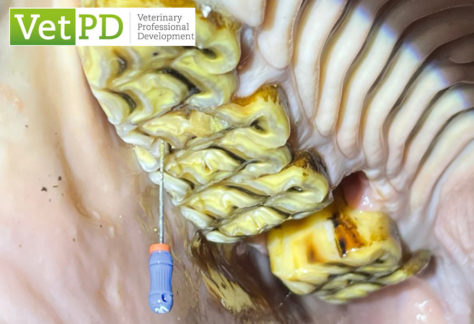 VetPD Course - Introduction to Endodontics & Restorative Dentistry