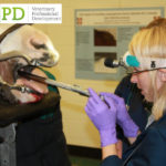 VetPD Course - Equine Oral Dental Extraction Techniques
