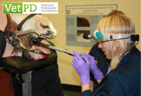 VetPD Course - Equine Oral Dental Extraction Techniques