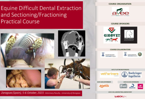 Equine Difficult Dental Extraction and Sectioning/Fractioning Practical Course - Zaragoza, Spain