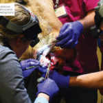 VetPD Course - Introduction to Advanced Surgical Dental Extraction Techniques (incl. MITR, MTE & Segmentation)