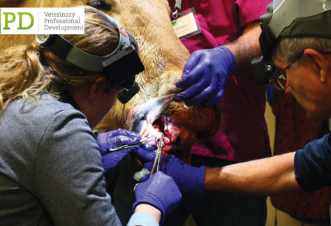 VetPD Course - Introduction to Advanced Surgical Dental Extraction Techniques (incl. MITR, MTE & Segmentation)