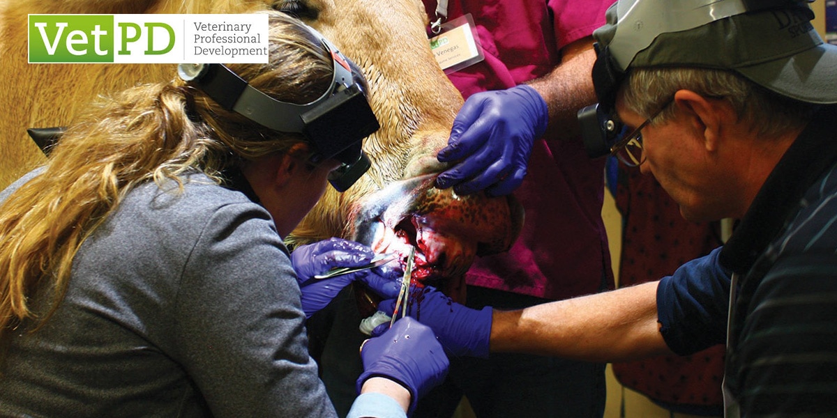 VetPD Course - Introduction to Advanced Surgical Dental Extraction Techniques (incl. MITR, MTE & Segmentation)