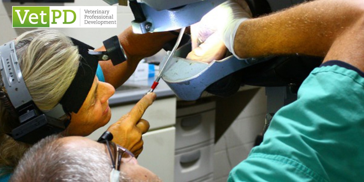 VetPD Course - Beyond Basics: Modern Diagnostic & Therapeutic Techniques in Equine Dentistry