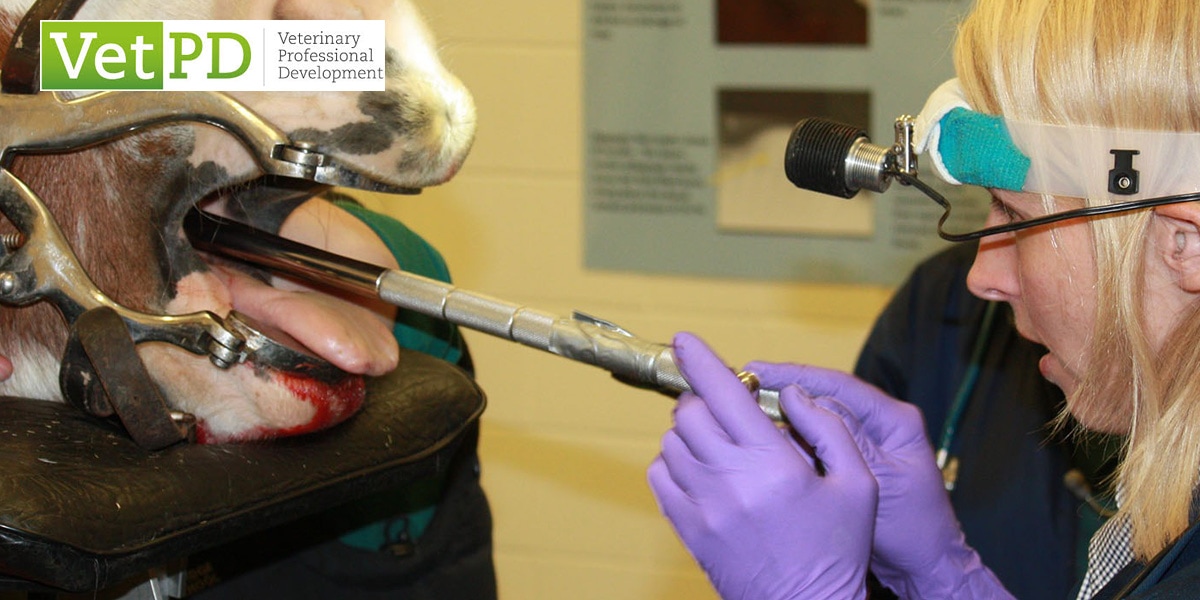 Matériel de stomatologie pour la dentisterie équine et vétérinaire.