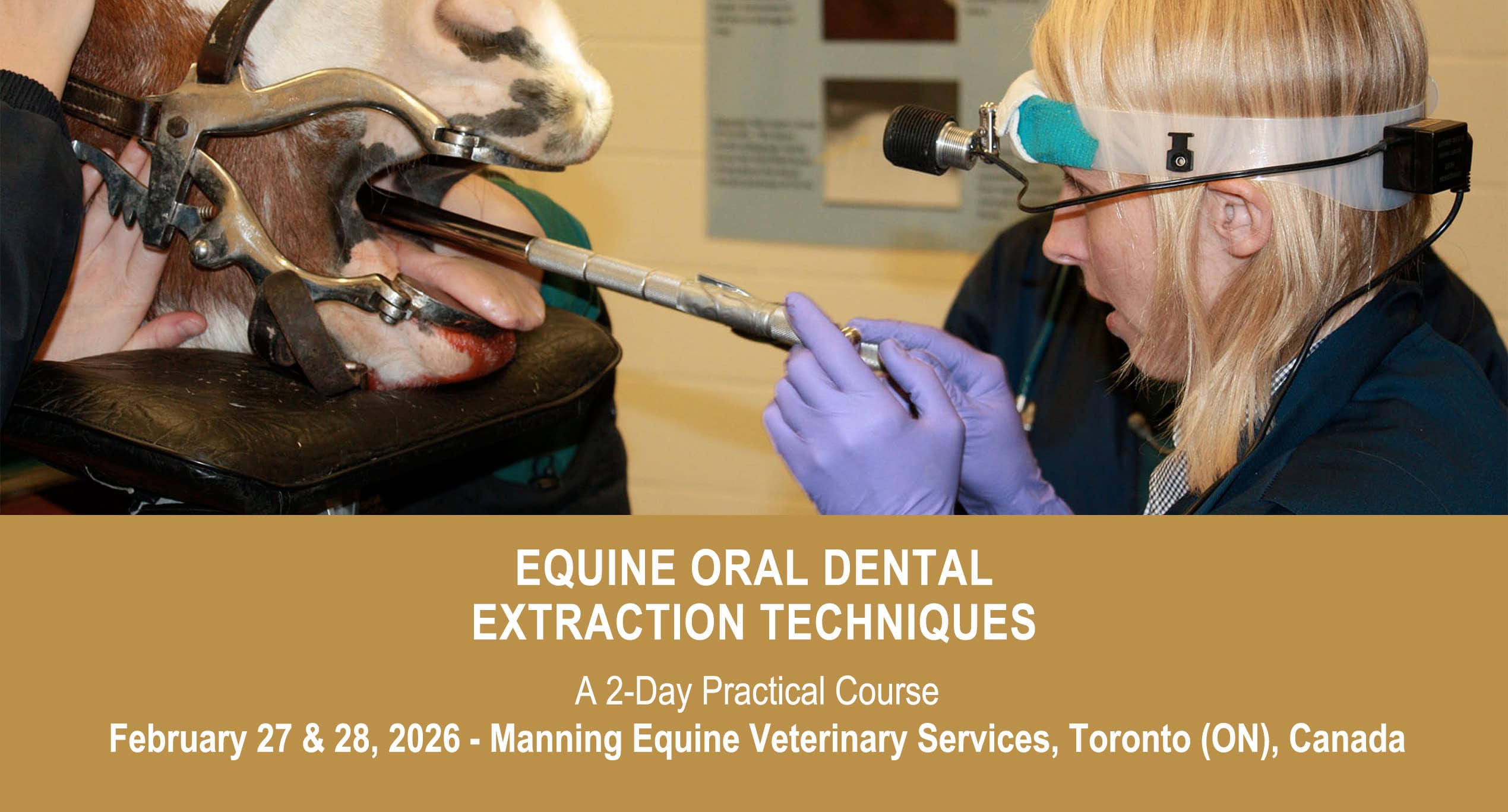VetPD Course - Equine Oral Dental Extraction Techniques - 27 & 28 February 2026 - Canada