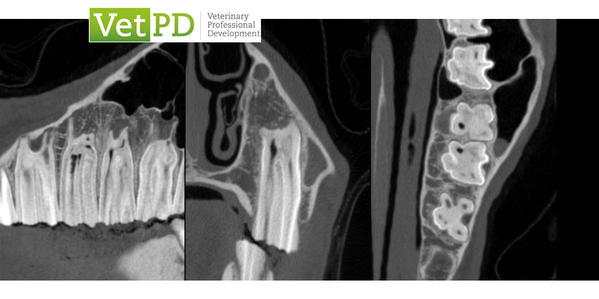 VetPD Panel Discussion - Dental Imaging Case-Discussion - X-ray vs. CT Decision Making, Acquisition & Techniques