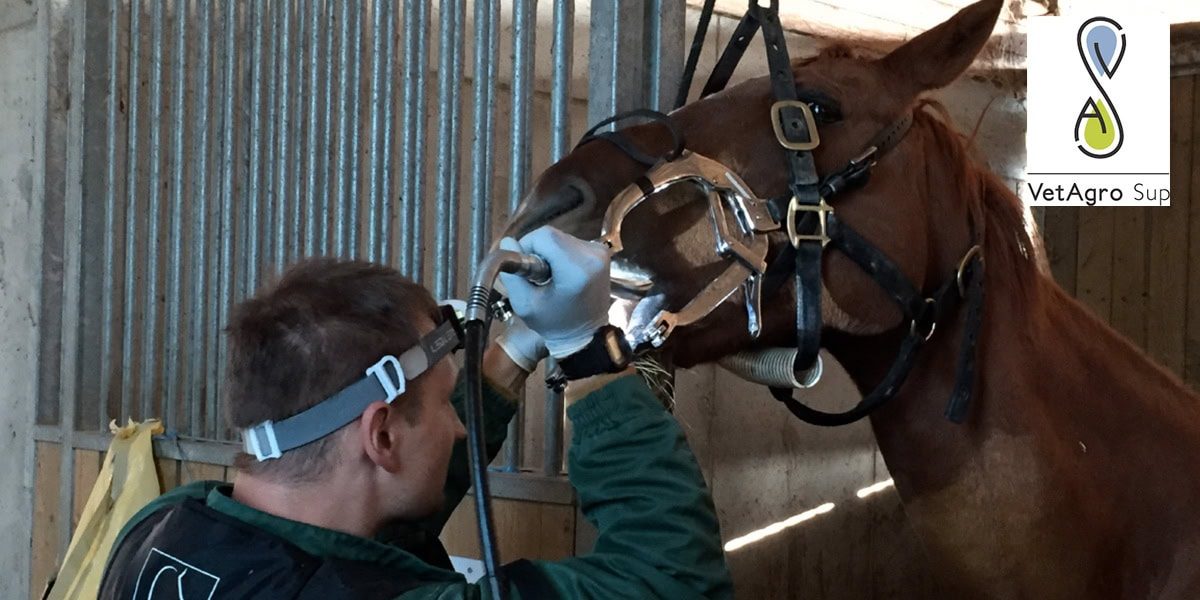 Cours VetAgro 2025 - Module de Base