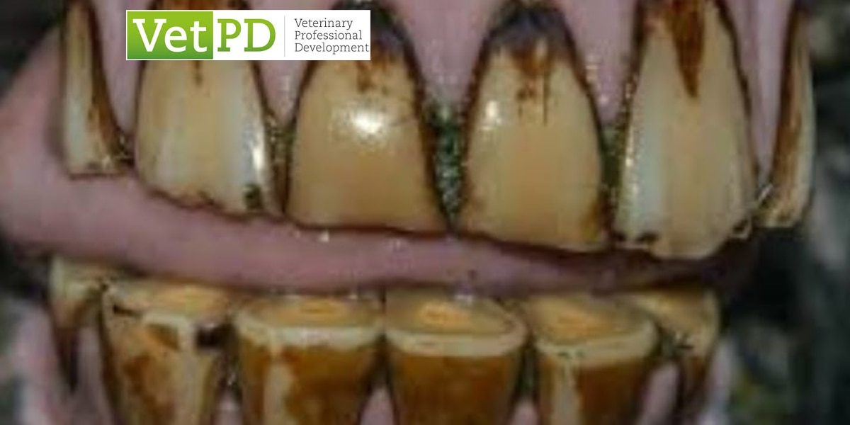 VetPD's Panel Discussion - Non-Congenital Dental Malocclusion Case-Discussions