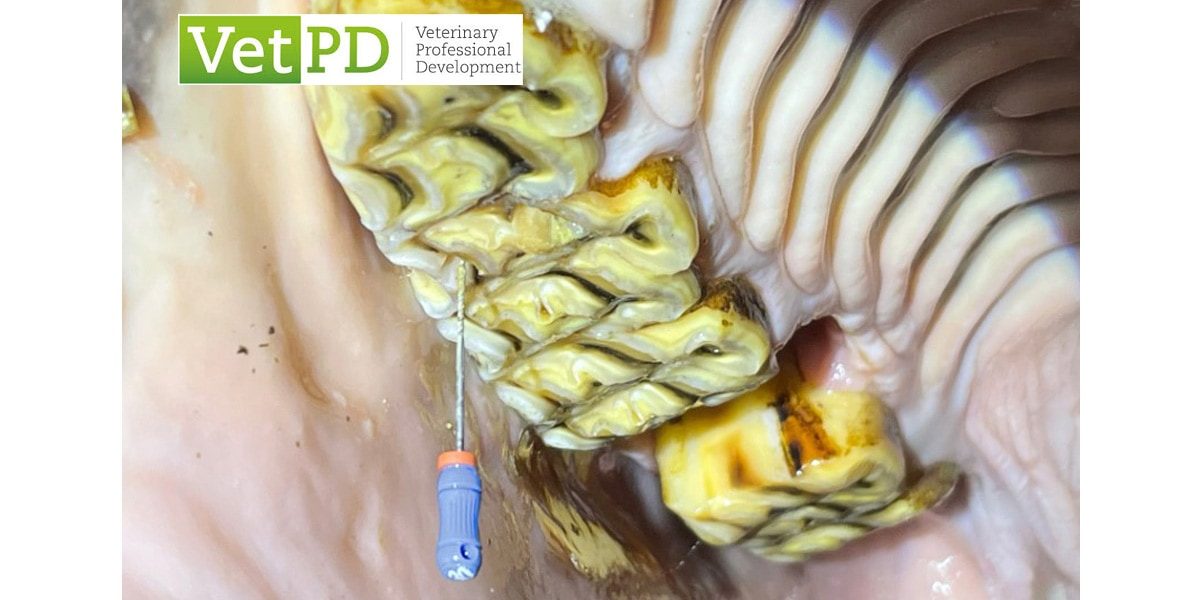 VetPD Course - Introduction to Endodontics & Restorative Dentistry