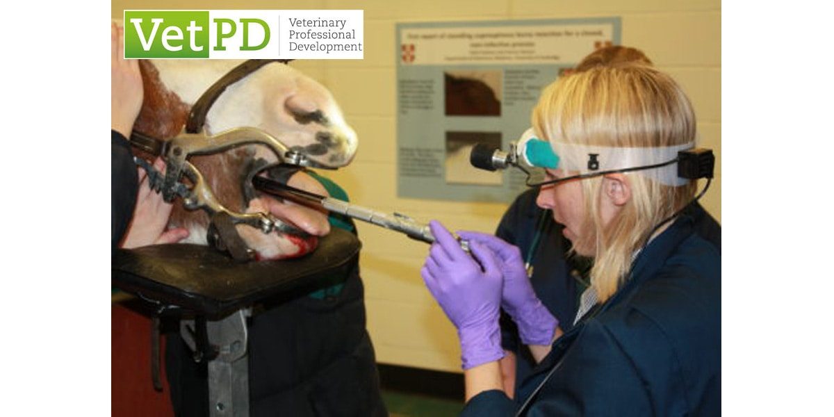 VetPD Course - Equine Oral Dental Extraction Techniques