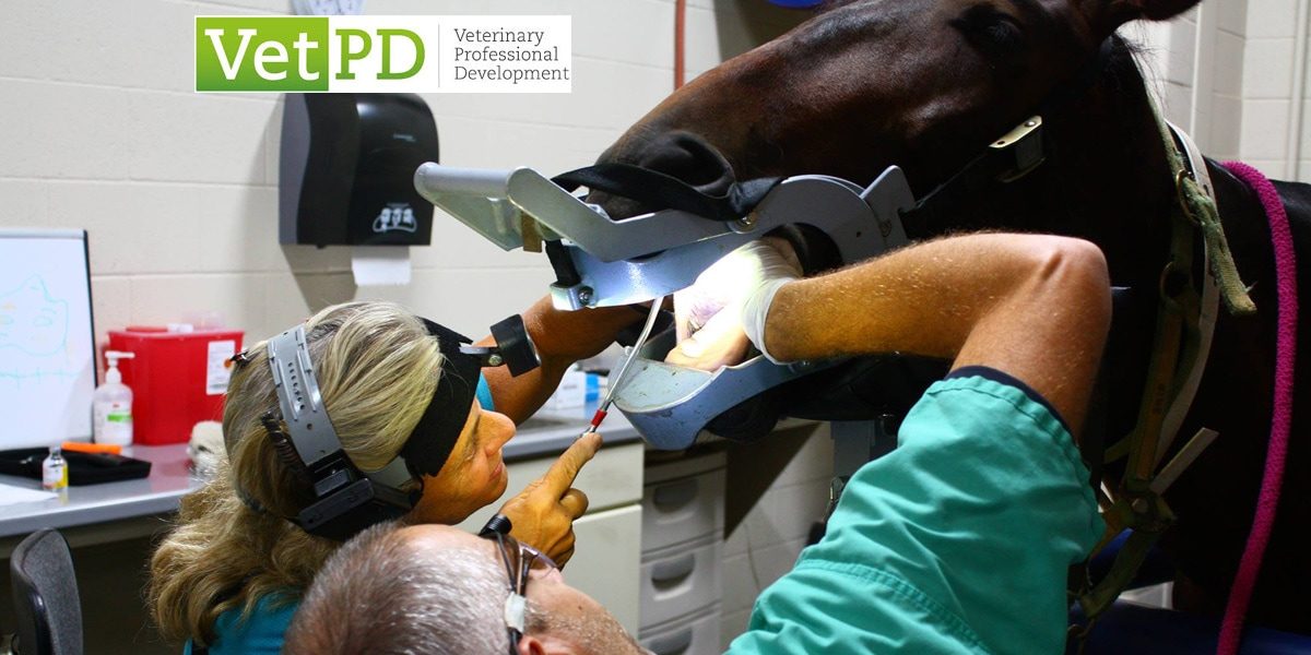 VetPD Course - Beyond Basics: Modern Diagnostic & Therapeutic Techniques in Equine Dentistry