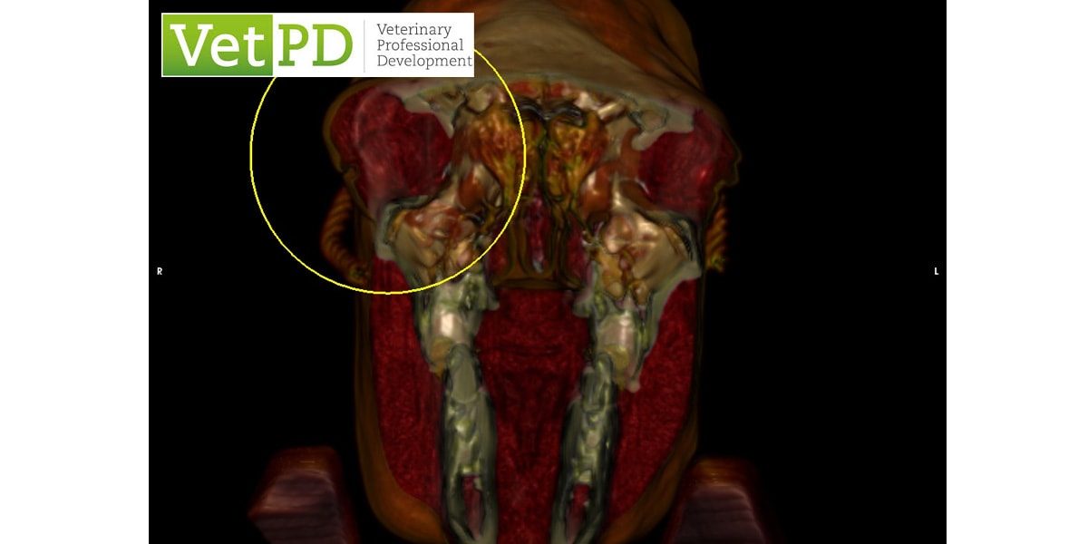 Panel Disucssion - Neoplasia affecting the Oral Cavity, Teeth & Sinuses